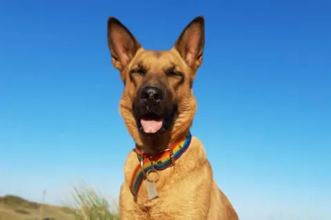 Alerta roja por ola de calor en Buenos Aires: consejos para cuidar a tus mascotas Cómo cuidar a tus mascotas durante la ola de calor.