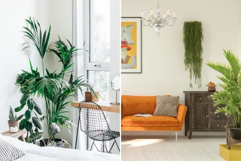 La guía definitiva para mantener plantas en un departamento chico La guía definitiva para mantener plantas en un departamento chico.
