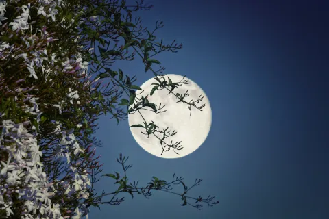 Luna de las flores: cuál es su significado y cómo aprovechar su energía Luna de las Flores: cuál es su significado y cómo aprovechar su energía.