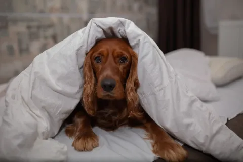 Cinco consejos para proteger a las mascotas del frío