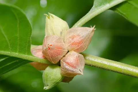 Ashwagandha: qué es, para qué sirve y cuáles son sus beneficios para el estrés y el sueño Ashwagandha-que-es-para-que-sirve-cuales-son-sus-beneficios-revista-ohlala.webp