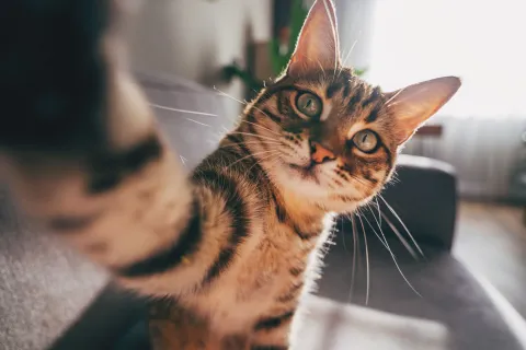 ¿Los gatos se bañan o no?: qué dicen los expertos veterinarios Según expertos, la premisa principal es que el baño no debe ser una rutina forzada ni idéntica para todos los animales