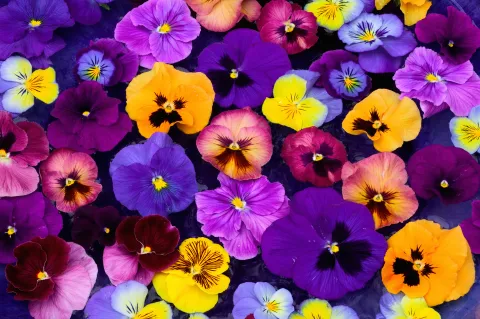 Se plantan en agosto y florecen en primavera: 7 flores ideales para plantar este mes Pensamientos