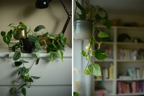 Las plantas colgantes han demostrado que pueden adaptarse a distintos estilos decorativos, desde los más minimalistas hasta los más bohemios.