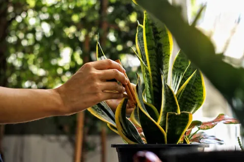 Enterrar una rama de canela en la tierra de las macetas: ¿para qué sirve y por qué lo recomiendan los expertos? planta con canela en la tierra
