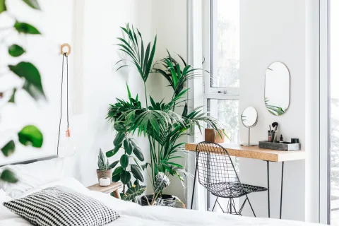 Plantas en un monoambiente