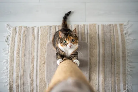 gato rasca muebles