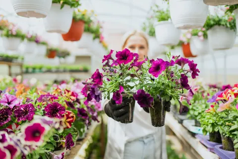 Plantas de agosto: estas son las flores ideales para preparar el jardín para la primavera Mujer sosteniendo plantas de petunias