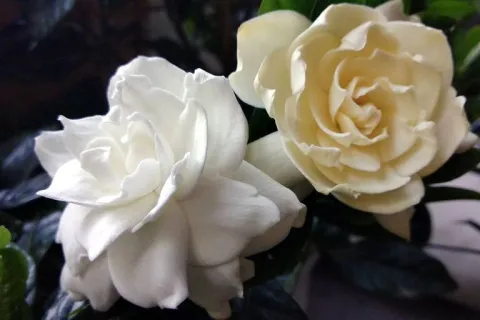 Crece hasta un metro y perfuma toda la casa: la planta ideal para balcones gardenia para el balcon