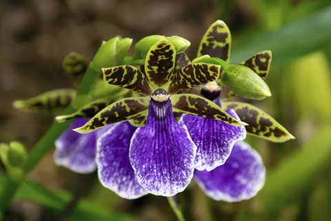Feria de orquídeas en Palermo: un plan gratis para el fin de semana largo Zygopetalum orquídeas