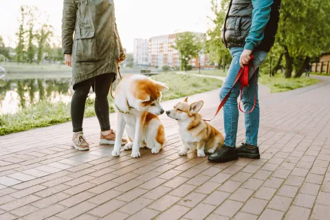la gente saca a pasear sus perros