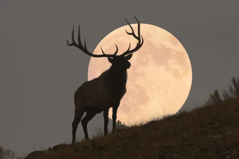 Calendario lunar de octubre: ¿cuándo llega la Luna llena del cazador y qué nos depara? luna llena del cazador