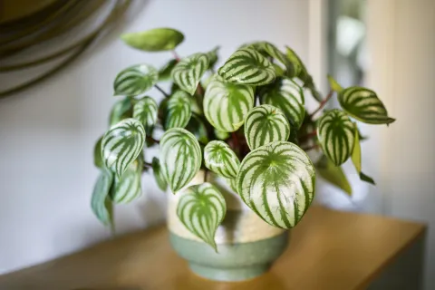 Peperomia: la planta de poco mantenimiento para sumar verde en tu casa peperomia