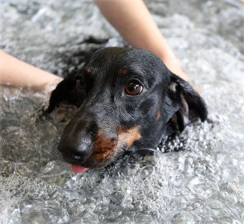 De reiki a astrología: 10 servicios para mascotas que no conocías mascotas