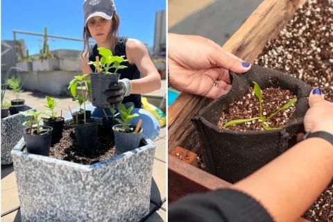 Huerta en casa: una experta revela si conviene hacer huerta con semilla o comprar plantines huerta en casa