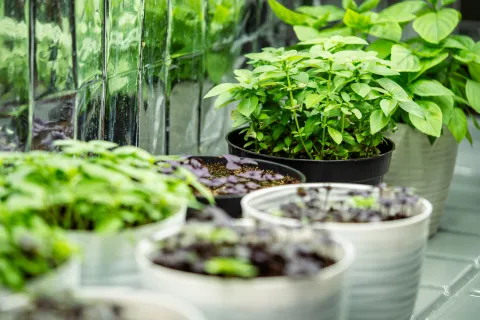 Plantas aromáticas en maceta: cuáles elegir, cómo cuidarlas y dónde ubicarlas Foto de plantas.