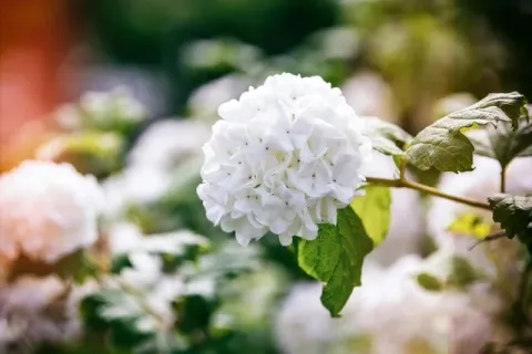 Parece una hortensia, pero es un arbusto mucho más fácil de cuidar ideal para tener flores en primavera viburno planta primavera
