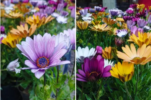 Una Margarita especial: llena tu jardín de un color súper original y la vas a querer en tu casa flores margaritas colores
