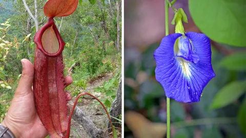 Díptico de flores con forma de genitales masculinos y femeninos