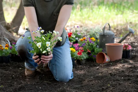 Cinco plantas que se siembran en septiembre y florecen en primavera: la guía para empezar ahora Foto de mujer plantando.