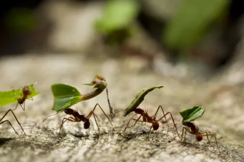 Hormigas en el jardín o el balcón: cómo alejarlas sin químicos hormiga come plantas