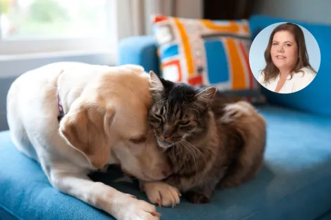 un gato y un perro en el sillón mimosos