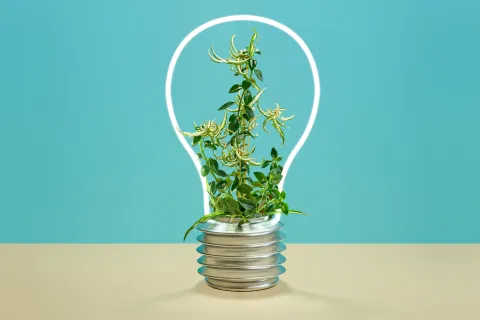 Por qué un emprendimiento sustentable es una buena idea Arrancar "pensando en verde" puede hacerle toda la diferencia a tu emprendimiento.