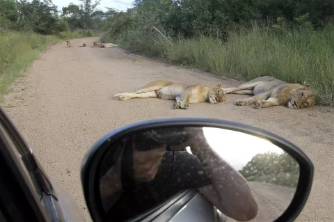 Cinco grandes y algunos mitos en el Parque Kruger Las nuevas apps facilitan el encuentro con animales, pero también le quitan exclusividad