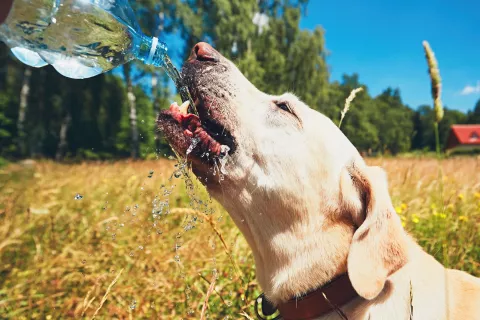 Hace calor: cuidá a tu perro de las temperaturas altas D54IHJLWPVFQNDAXJ7XCZIF2DQ.jpg