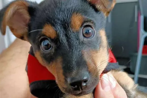 #LiberenACoCo: la desesperada campaña para evitar que deporten a un perro varado en Ezeiza #LiberenACoCo. Foto difundida en redes sociales