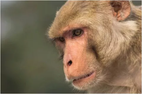 ¿Cómo se contagia la viruela del mono y cuáles son los síntomas para detectarla? Qué es la viruela del mono, una infección que acaba de aparecer en Qué es la viruela del mono, que acaba de aparecer en Reino Unido y Portugal