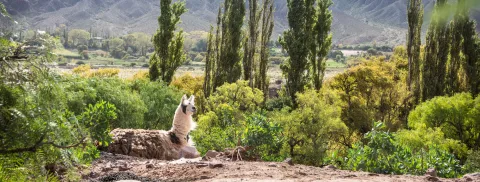 Verde en Tilcara: una hostería con acento francés y mucha vegetación Revista Jardín