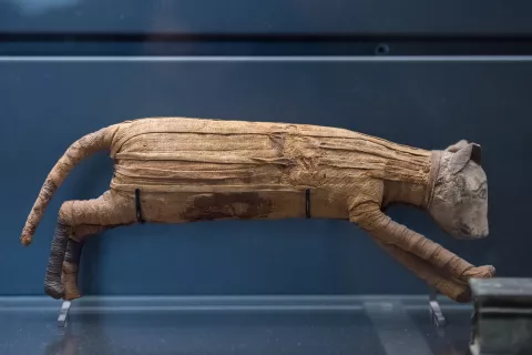 El oscurísimo ritual de 1800 de amurar gatos vivos para proteger la propiedad Una momia de Egipto, parte del enigma