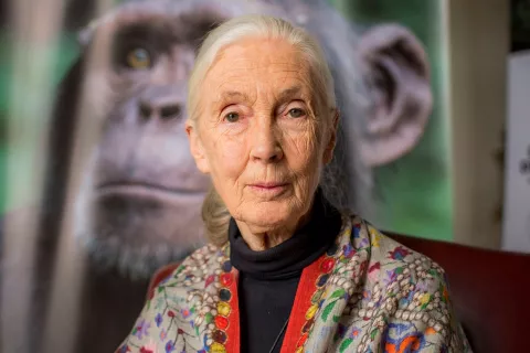 Jane Goodall: "Cada pequeña especie tiene un rol que interpretar" KSSC65RBQJBTFJ4Z6H3SE7Y5OY.jpg