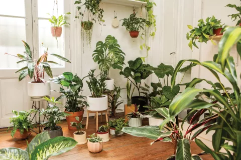 De interior. Plantas que podés tener en tu casa para conectarte con la naturaleza QLJBI3EKUBBXRBK4XB2HNC642I.jpg