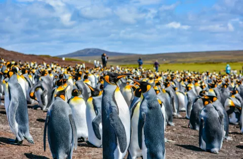 Las Malvinas, en una escala diferente Colonia de pingüinos rey en Volunteer Point