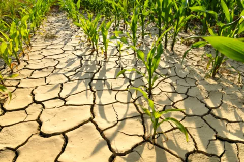 ¿Qué implica que la Corte Suprema de EE.UU. limite al gobierno de Biden en materia de cambio climático? El cambio climático y su impacto en los desarrollos de cultivos