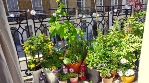¿Qué plantas son para balcón? Así podés armar un jardín con flores ¡Ponele onda a tu balcón con plantas de muchos colores y flores!