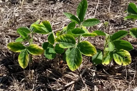 Fertilizantes para plantas de interior: por qué es clave el potasio Un ejemplo de deficiencias de potasio, en este caso, en el cultivo de soja