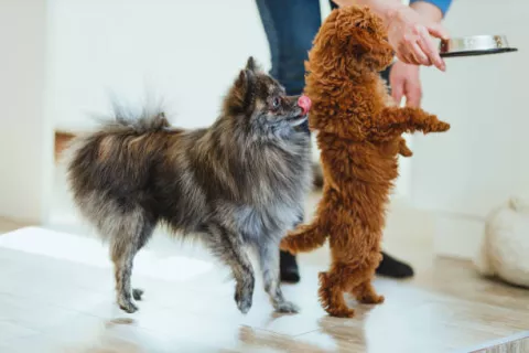 Mascotas: los alimentos prohibidos porque dañan su salud Qué alimentos son dañinos para tus mascotas