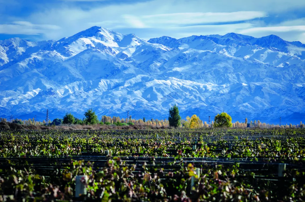 Viñedos y la cordillera de los Andes