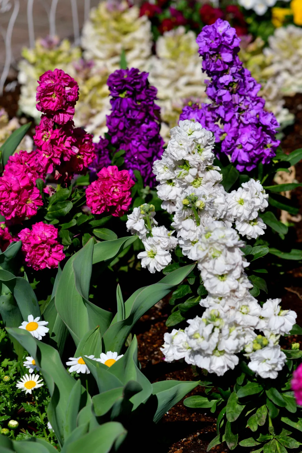 Alelíes, una de las flores ideales para el invierno.