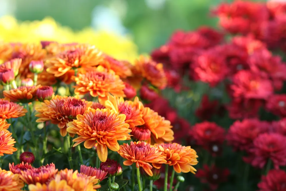 Las flores son ideales para sumarlas en un espacio de nuestro balcón