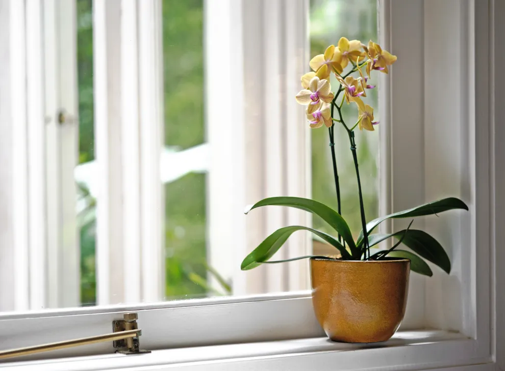 Flores de invierno: 6 consejos básicos para cuidar las plantas del frío