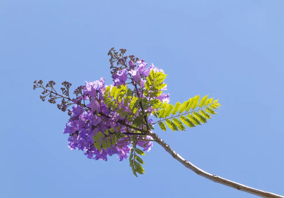jacarandá
