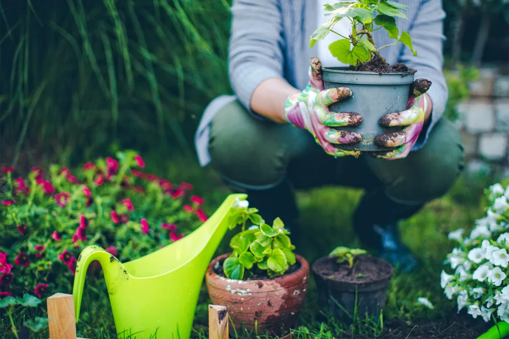 8 ideas: qué plantar en septiembre para recibir el verano.