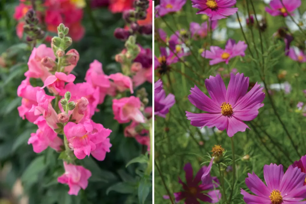 Izq.: Conejito (Anthirrinum majus), sus flores son muy llamativas y suavemente perfumadas. Der.: Cosmos: pueden doblarse con el viento. Son ideales para ramos