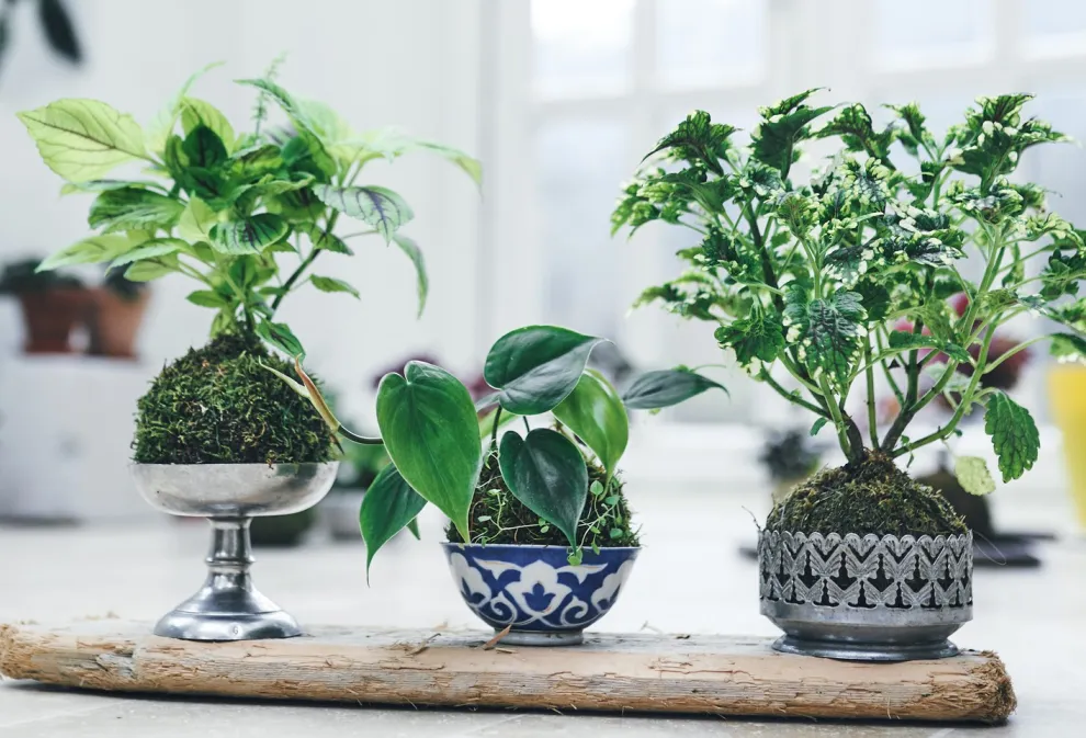 Jardines en miniatura: la tendencia verde que transforma balcones y rincones