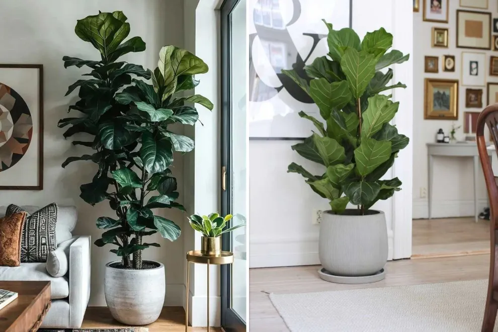 En 2026, el ficus pandurata deja de ser la planta de interior más elegida para darle paso al potus