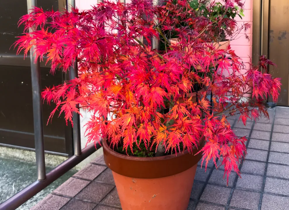 El árbol perfecto para sumar color a balcones y terrazas de pocos metros